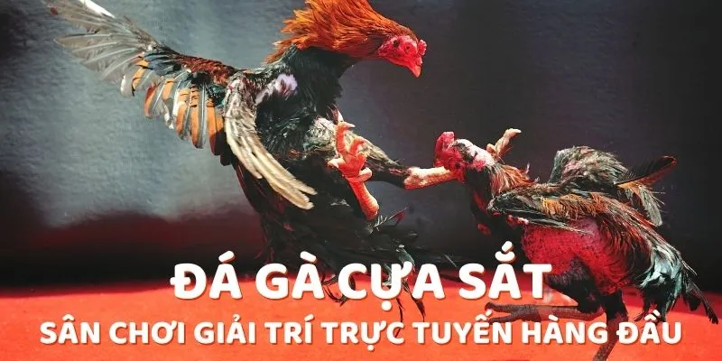 Kinh nghiệm từ người chơi đá gà cựa sắt chuyên nghiệp